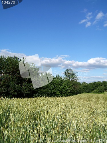 Image of Field