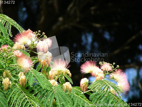 Image of acacia