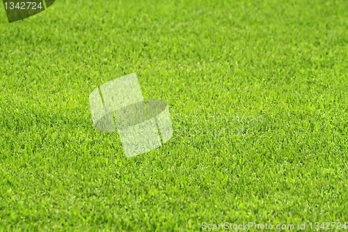 Image of green grass