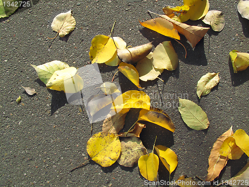 Image of autumn leaves on pavement