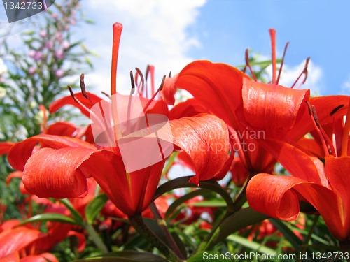 Image of beautiful red flowers