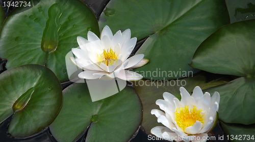 Image of blooming water lilies