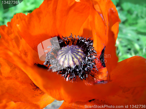 Image of blooming red poppy