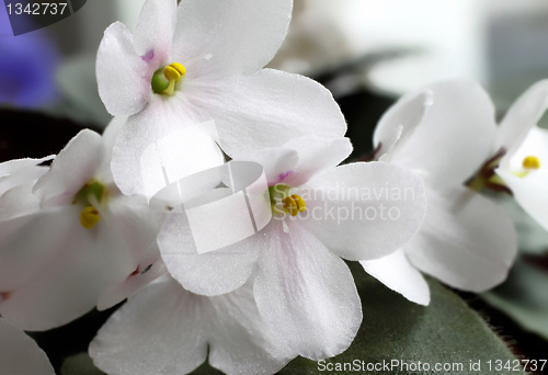 Image of violet flowers