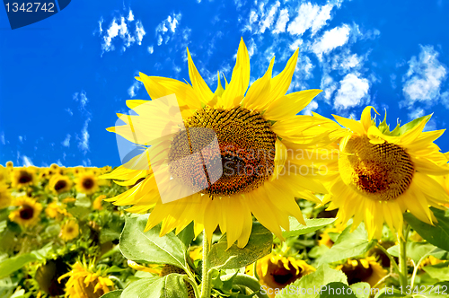 Image of Sunflowers on a background of blue sky and white clouds