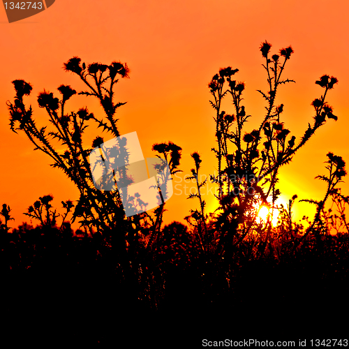 Image of Sunset orange