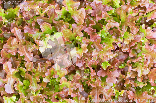 Image of The texture of red lettuce