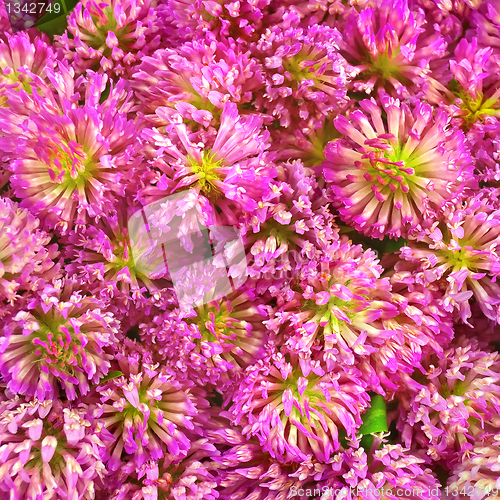 Image of The texture of the clover