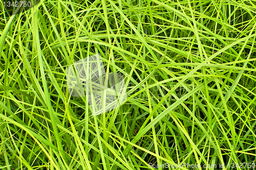 Image of The texture of the green grass