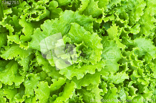 Image of The texture of the green lettuce