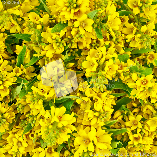 Image of The texture of yellow flowers