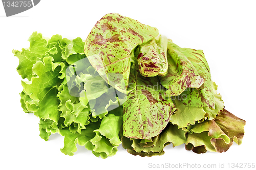 Image of Three beam lettuce