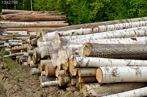 Image of Timber pile
