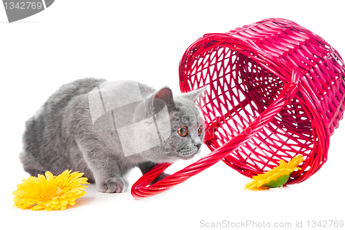 Image of British blue kitten with pink basket on isolated white