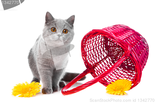 Image of British blue kitten with pink basket on isolated white