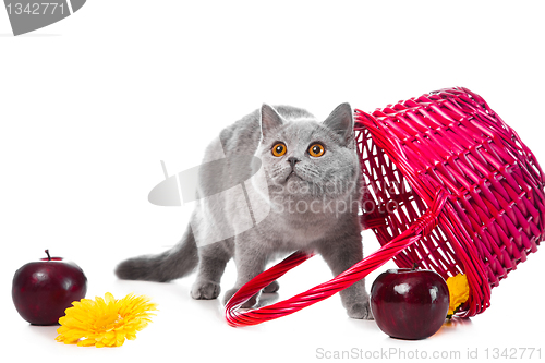 Image of British blue kitten with pink basket on isolated white