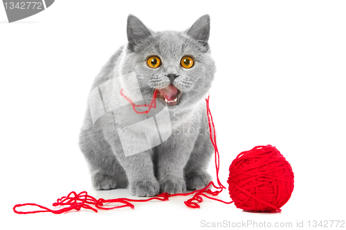 Image of British blue cat chewing red ball of threads