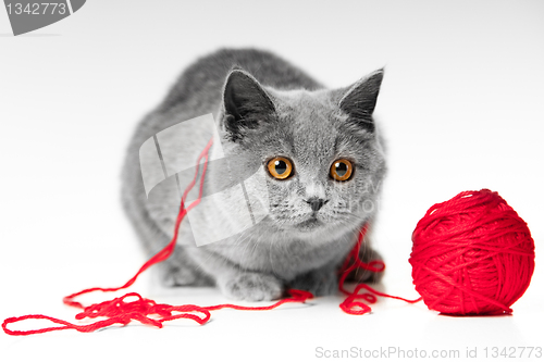 Image of British blue kitten playing with red ball of threads