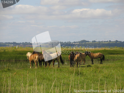 Image of Horses