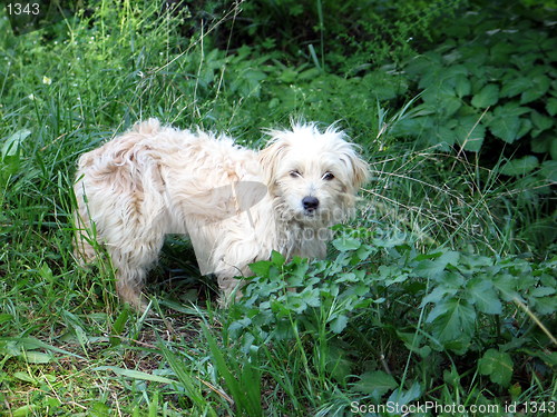 Image of White dog in the wild