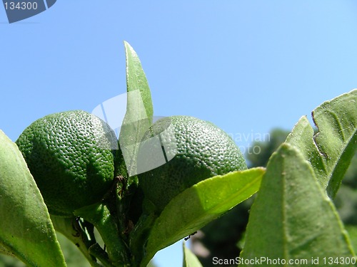 Image of mandarin