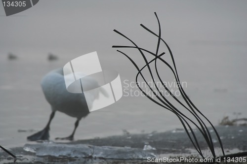 Image of In the fog