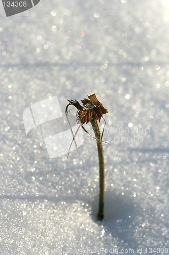 Image of Winter details