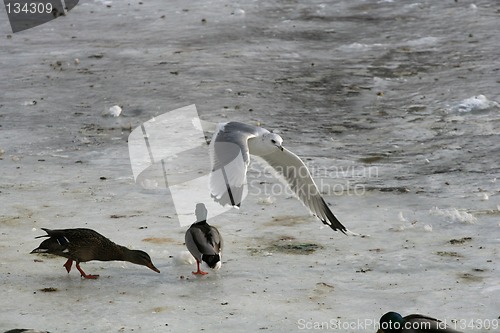 Image of Birds in winter