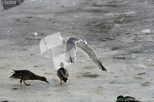 Image of Birds in winter