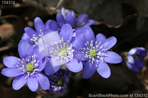 Image of Spring flowers