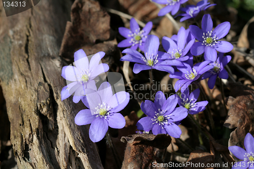 Image of Spring flowers