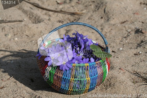 Image of Spring flowers