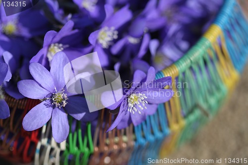 Image of Spring flowers