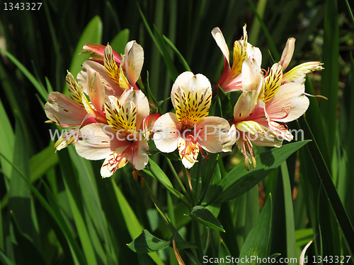 Image of Orange Leave Lily with Brown Spots