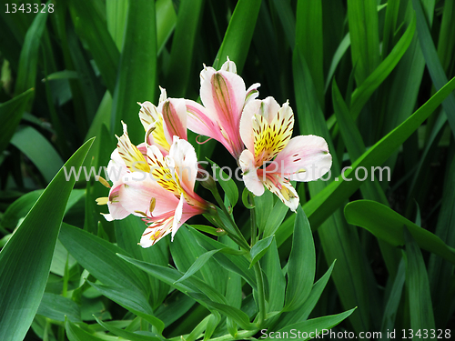 Image of Orange Leave Lily with Brown Spots