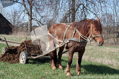 Image of Workhorse