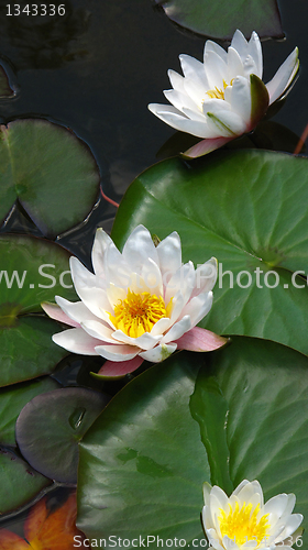 Image of blooming water lilies