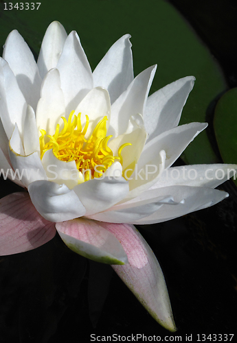 Image of blooming white water lily