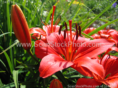 Image of beautiful red lily