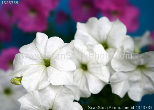 Image of petunia flowers