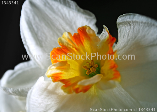 Image of closeup of Daffodils (Narcissus) flower