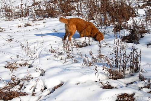 Image of Dog at snow