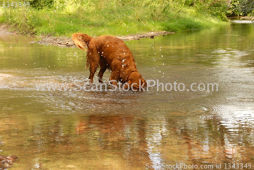 Image of Dog in water