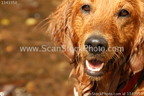 Image of Golden retriever dog portrait