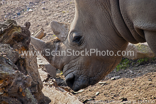 Image of Rhinoceros