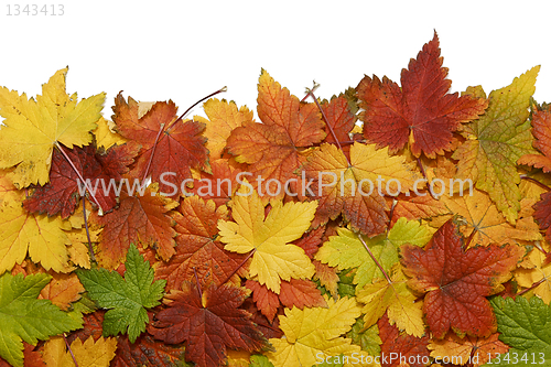 Image of Autumn leaves isolated