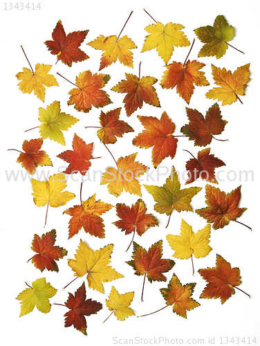 Image of autumn leaves isolated