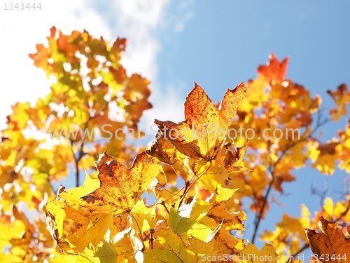 Image of Autumn Maple Tree