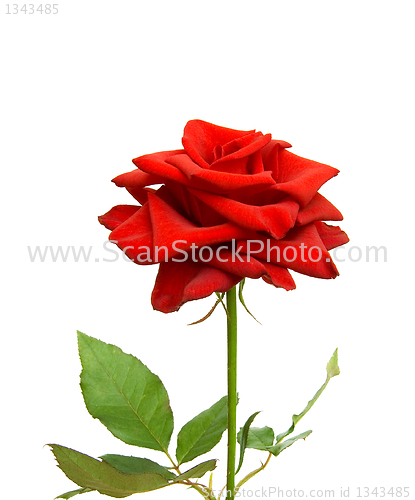 Image of Red rose 