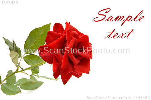 Image of Red rose with space for text